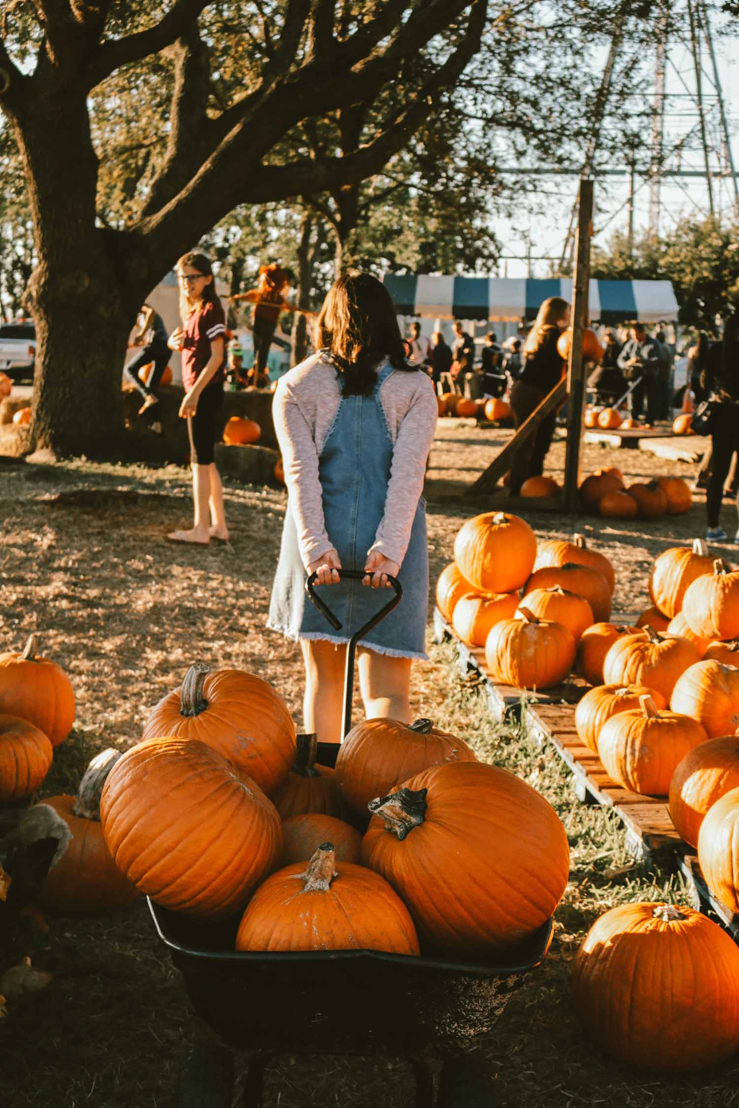 Family Pumpkin patch ideas