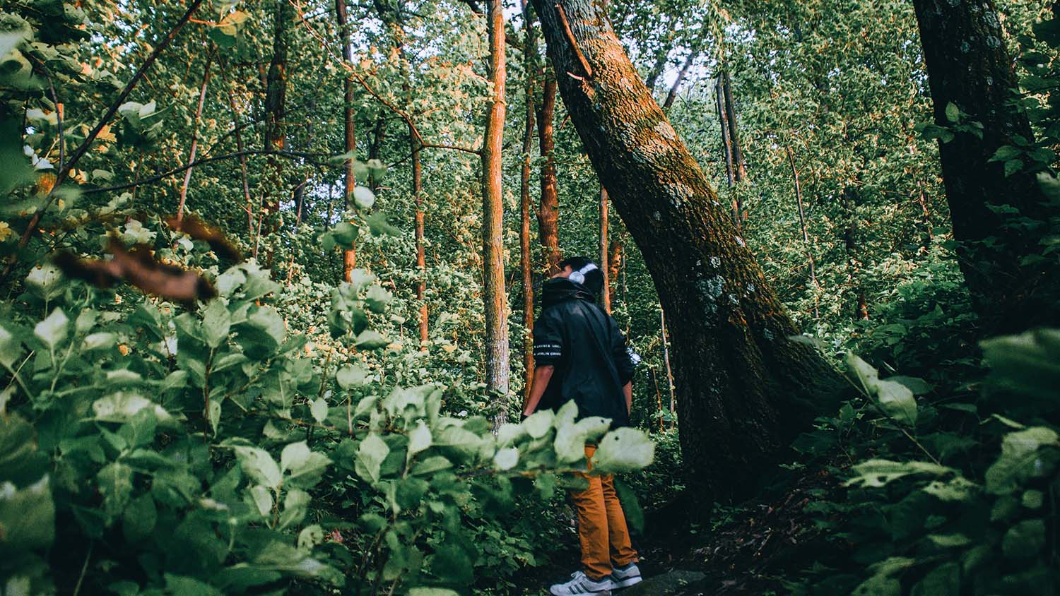 person standing in forest