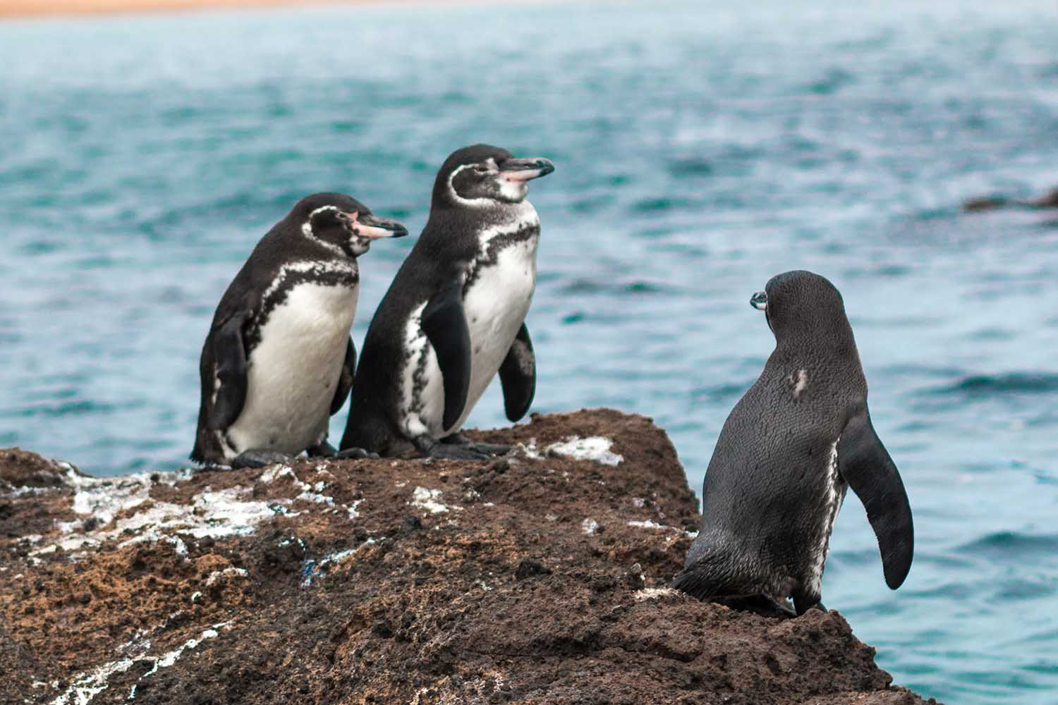 Penguins on rock, penguins in ecuador, penguins in galapagos