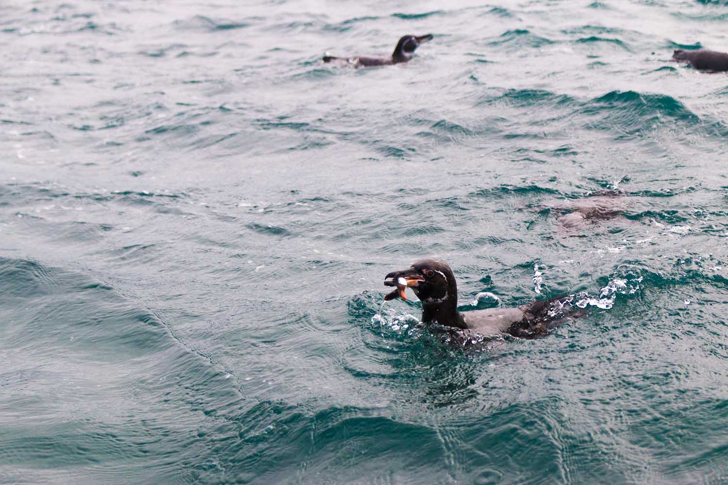 Penguin swimming, penguin in ecuador