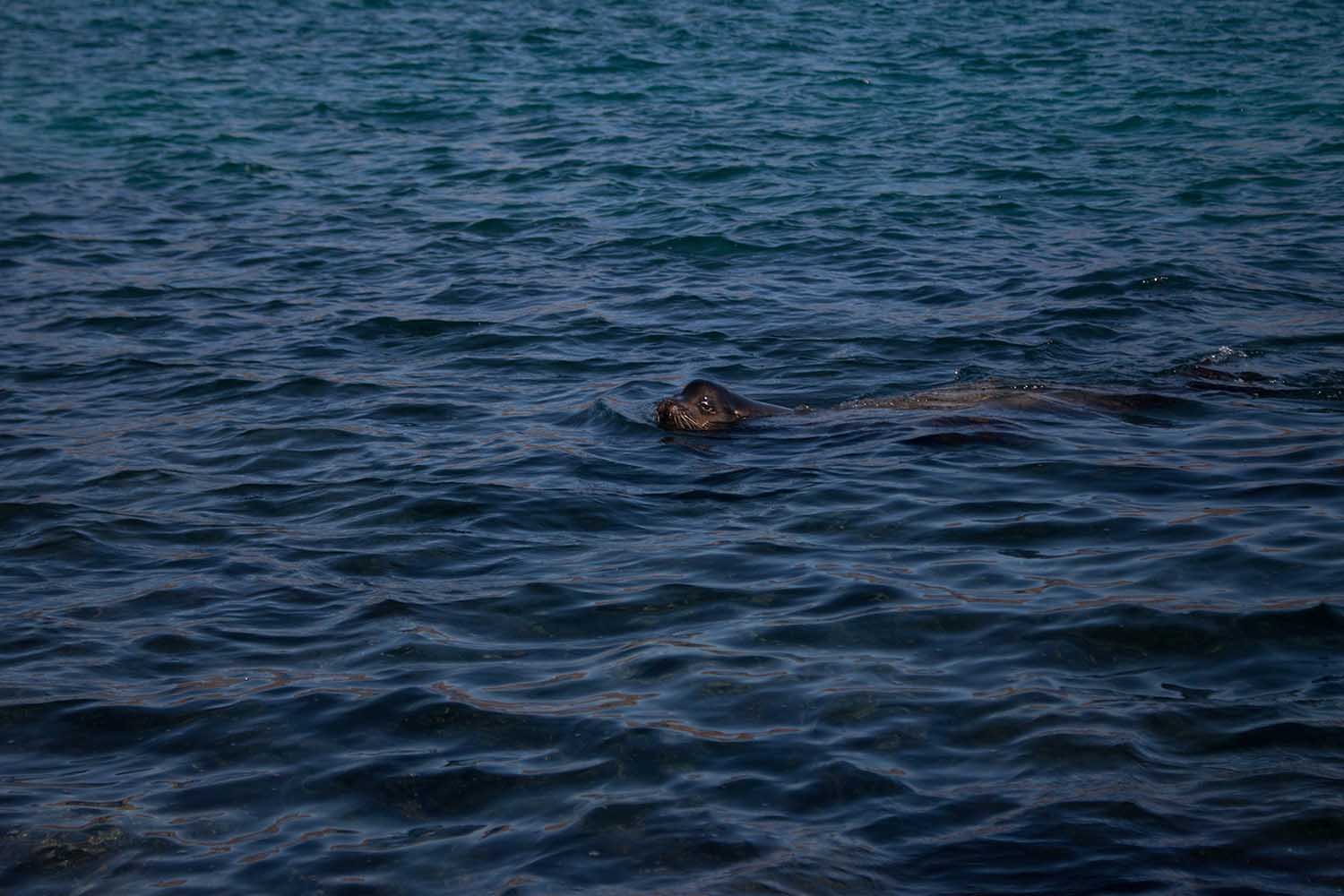 Sea Lion swimming, Sea lion in ecuador